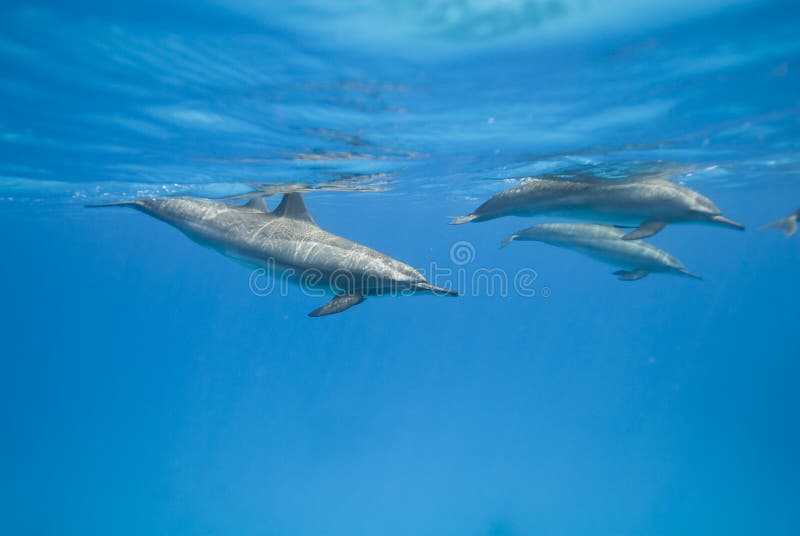 Swimming Spinner dolphins in the wild.