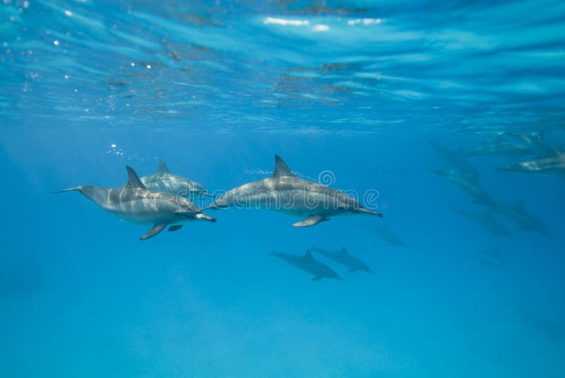 Swimming Spinner dolphins in the wild.