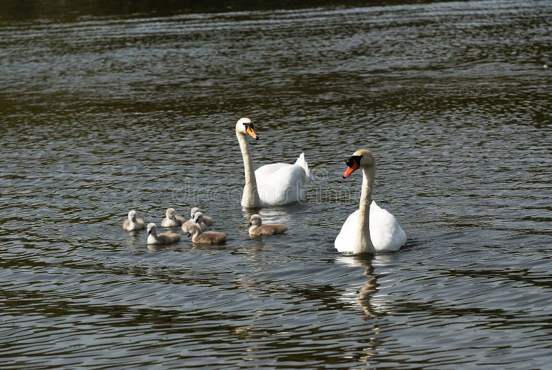 Swimming Swans