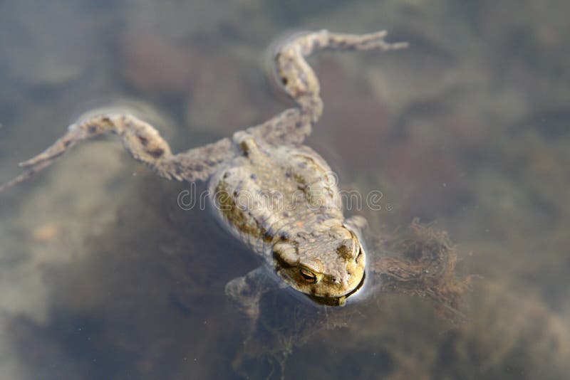 Swimming toad