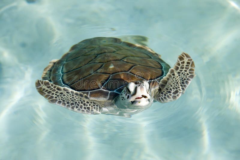 Swimming tortoise