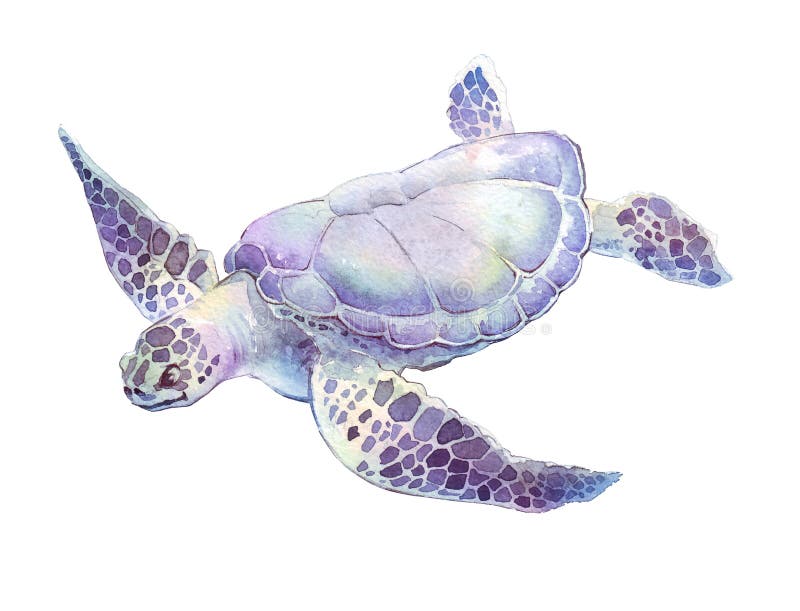 Swimming turtle watercolor illustration royalty free illustration Swimming turtle watercolor illustration royalty free illustration