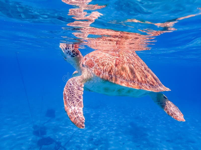 Coming Up for Air Swimming with Turtles Curacao Views Stock Photo ...