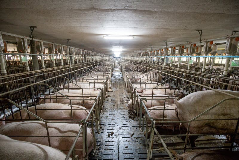 Swine farm with high quality Farming
