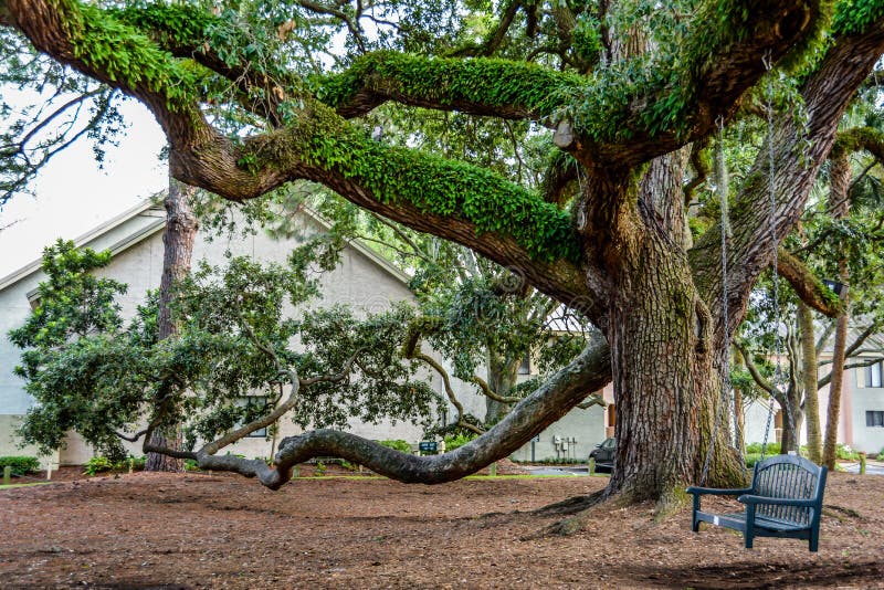 wooden bench swing on old oak tree in Harbour Town of Sea Pines Resort, Hilton Head Island, South Carolina.