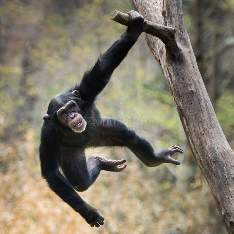 Swinging Chimp VIII