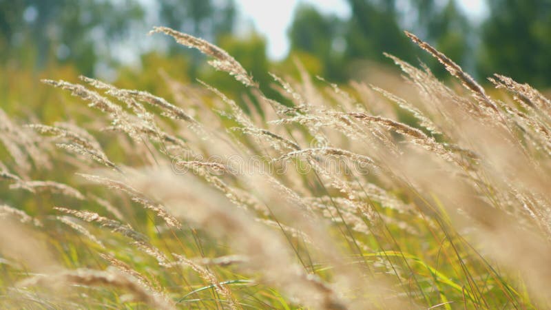 Swinging reed grass in the wind with blue sky. stock footage