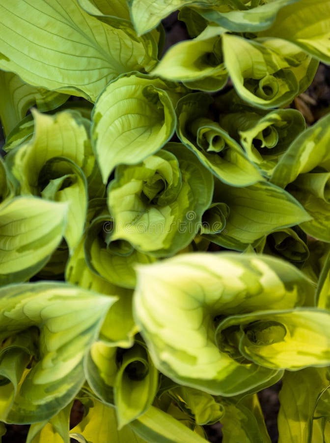 Swirl of vegetation