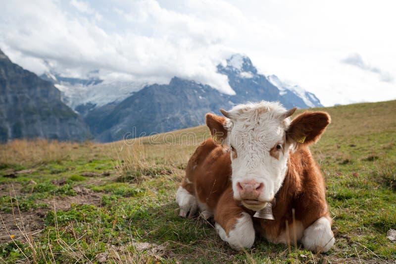 The Swiss Alps, Grindelwald First