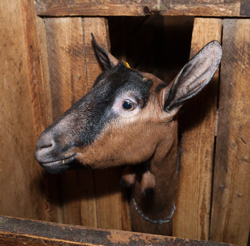 Swiss brown goat in barn stock photo. Image of swiss 50181760