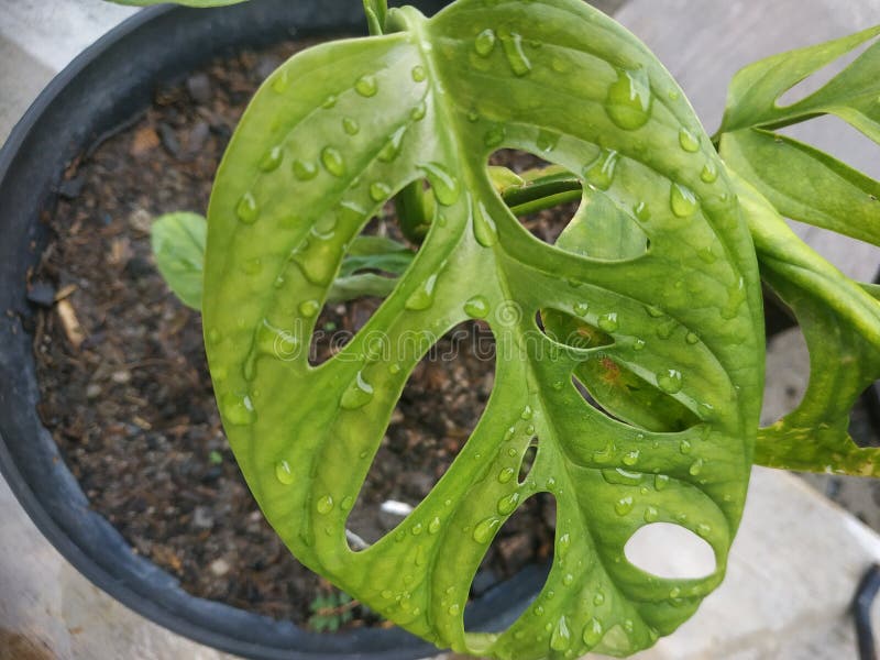 Swiss cheese plant stock photo. Image of green, garden 259209362