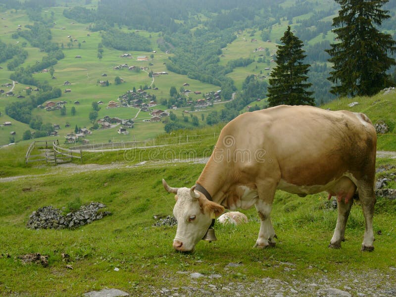 Swiss Cow