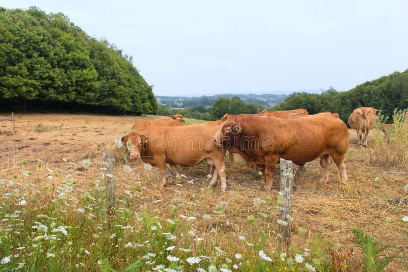 Swiss Cows Traditional Cowbells Stock Photo 711781867