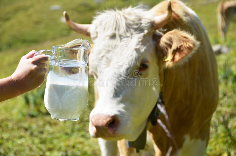 Swiss cow and jug of milk. Mountain milk stock images, royalty-free photos and pictures