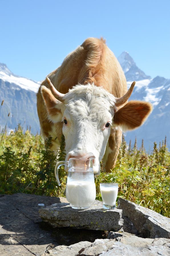 Swiss cow and jug of milk. Mountain milk stock images, royalty-free photos and pictures