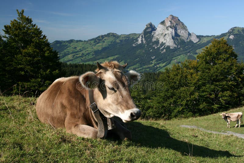 Swiss cow with the mountains