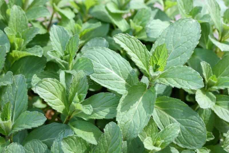 Swiss ricola mint stock photo. Image of herb, piperita 19093678