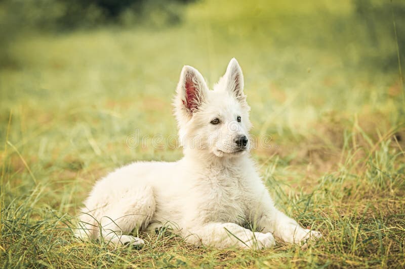 Swiss Shepherd Puppyin stock photo. Image of white, studio - 205855602