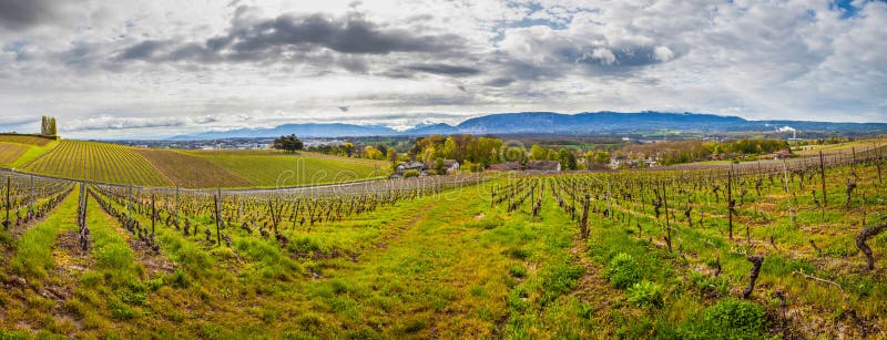 Swiss Vineyard