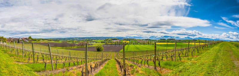 Swiss Vineyard