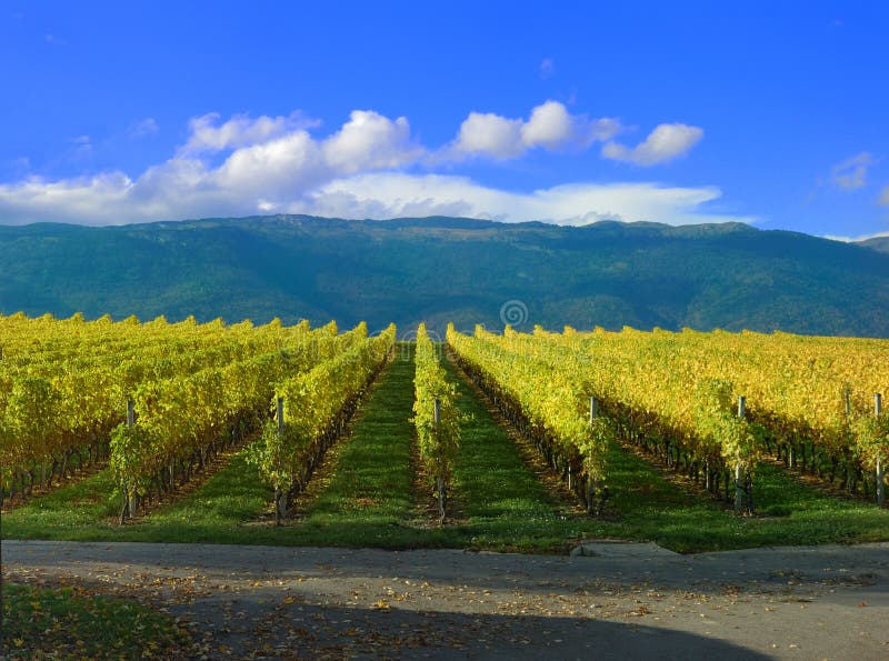 Swiss Vineyard