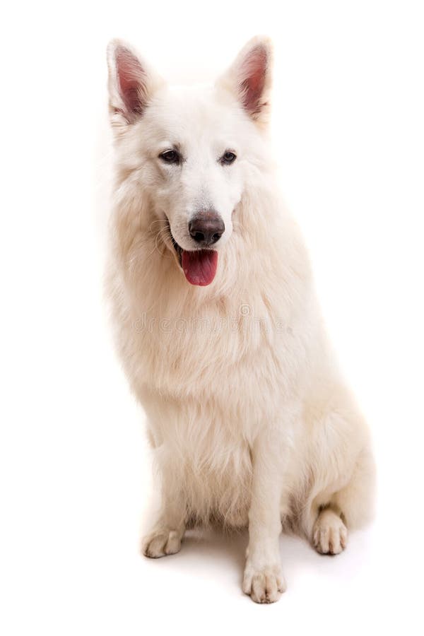 Swiss White Shepherd stock photo. Image of action, animal - 48815034