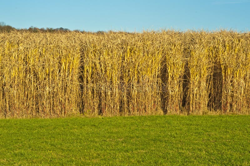Miscanthus,switchgrass stock photo. Image of diesel, reneweable 12452956