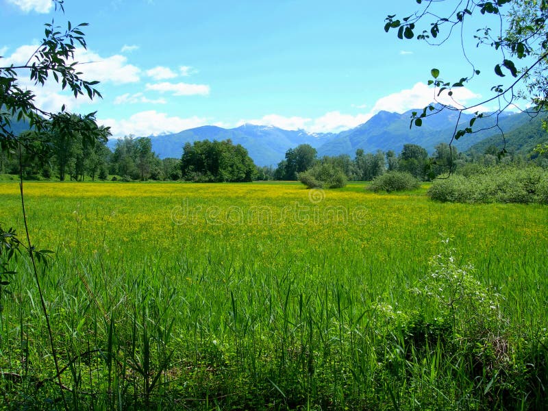 Switss Alps and meadows