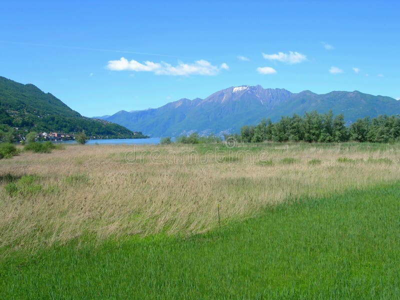 Switss Alps and meadows