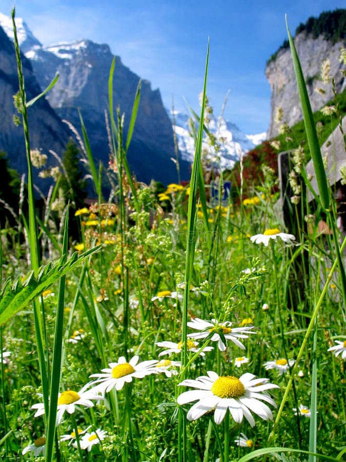 Daisy fiori contro le rocce alpine.