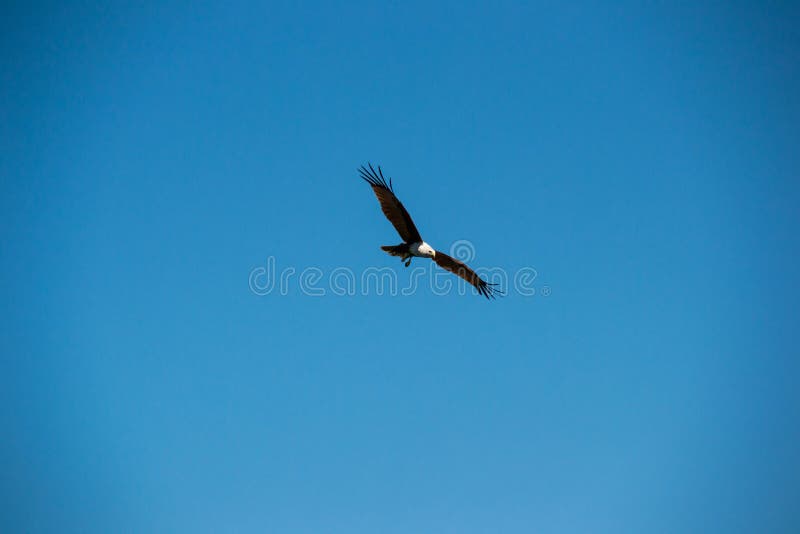 Swooping Brown Eagle in Sky Stock Photo Image of beautiful, flight 65648400
