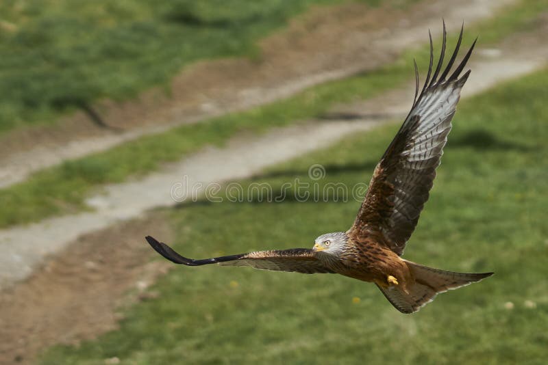 Swoopning av röddrake för mat i valar fotografering för bildbyråer
