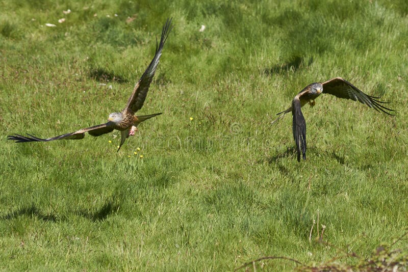 Swoopning av röddrake för mat i valar. Röd kite milvus milvus som flyger lågt för att hämta mat på gigringården i valar Förenade kungariket.