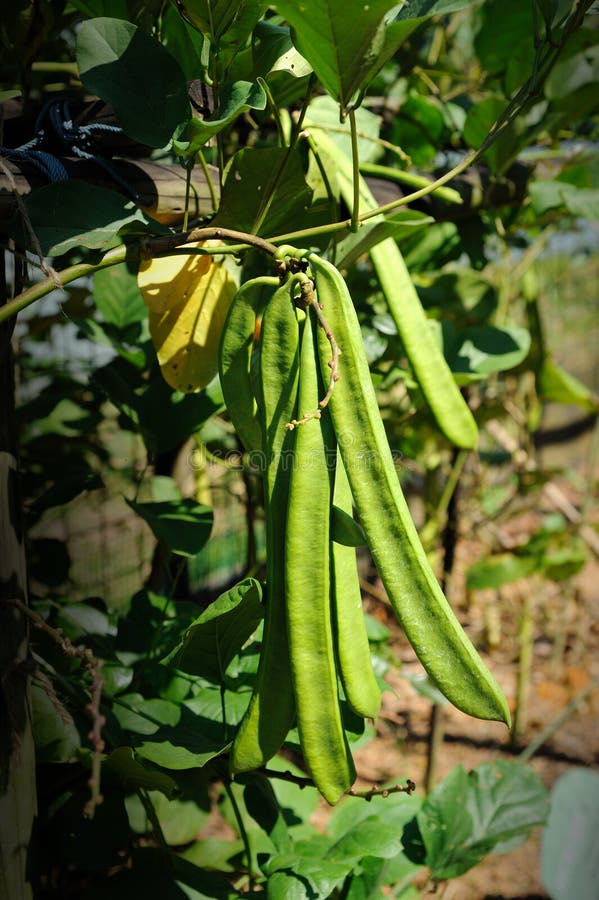 Sword Bean (Canavalia Gladiata) Stock Image Image of healthy, grow