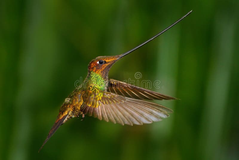 Sword-billed hummingbird, Ensifera ensifera, it is noted as the only species of bird to have a bill longer than the rest of its bo