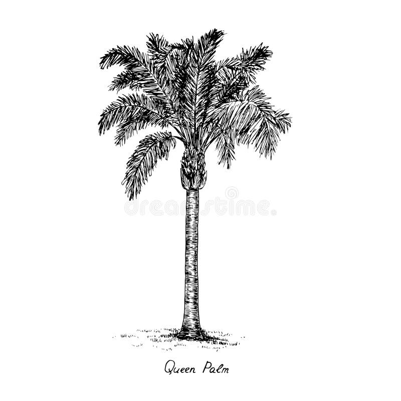 syagrus romanzoffiana queen cocos palm tree silhouette hand drawn gravure style vector sketch illustration inscription 156670826