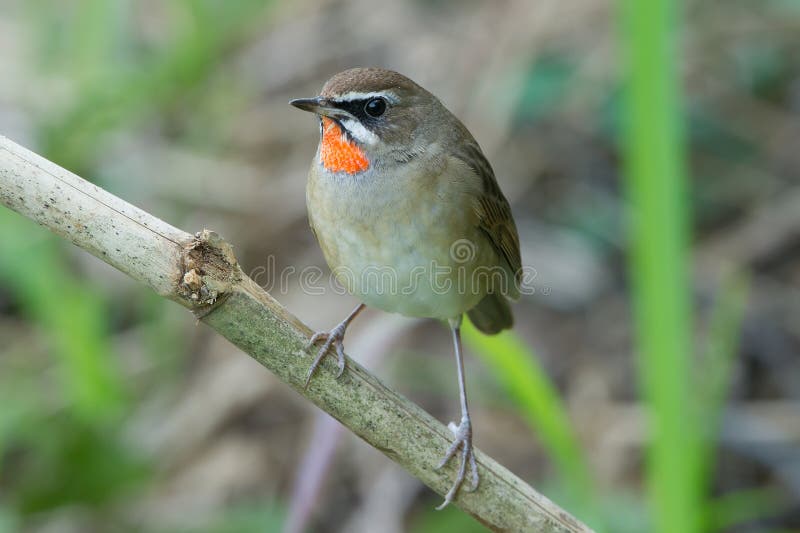 Syberyjski rubythroat zdjęcia stock Syberyjski rubythroat zdjęcia stock