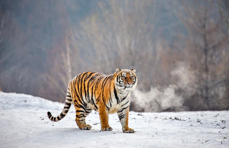 Syberyjski tygrys stoi na śnieżnej haliźnie Chiny harbin Mudanjiang prowincja Hengdaohezi park fotografia royalty free Syberyjski tygrys stoi na śnieżnej haliźnie Chiny harbin Mudanjiang prowincja Hengdaohezi park fotografia royalty free