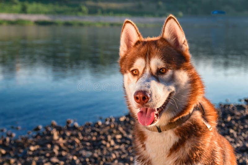 Syberyjskiego husky pies kocha życie Szczęśliwy uśmiechnięty czerwony husky pies siedzi na brzeg piękna lato rzeka zdjęcie stock Syberyjskiego husky pies kocha życie Szczęśliwy uśmiechnięty czerwony husky pies siedzi na brzeg piękna lato rzeka zdjęcie stock