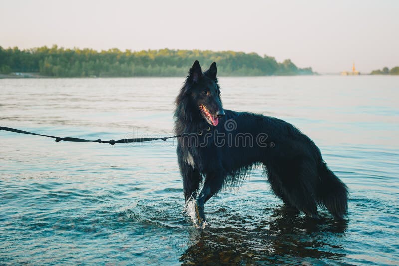 Syberyjskiego husky psia zostaje pobliska halna rzeka Pies pływa w jeziorze zdjęcia royalty free Syberyjskiego husky psia zostaje pobliska halna rzeka Pies pływa w jeziorze zdjęcia royalty free