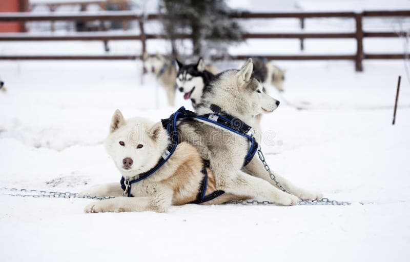 Syberyjskiego husky psy w śniegu obraz stock Syberyjskiego husky psy w śniegu obraz stock