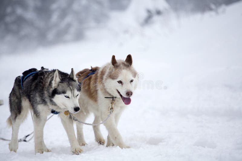 Syberyjskiego husky psy w śniegu fotografia royalty free Syberyjskiego husky psy w śniegu fotografia royalty free