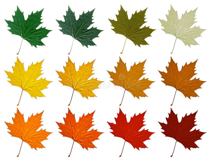 Sycamore leaf. Set in different color shades stock photos