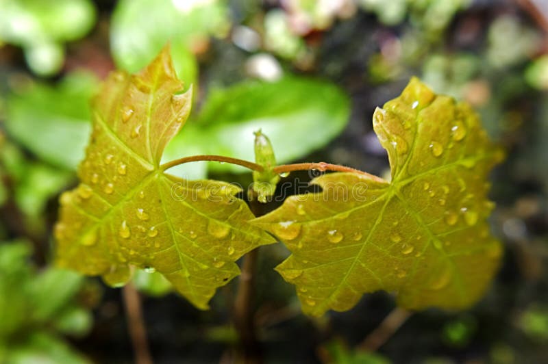 Sycamore Sapling