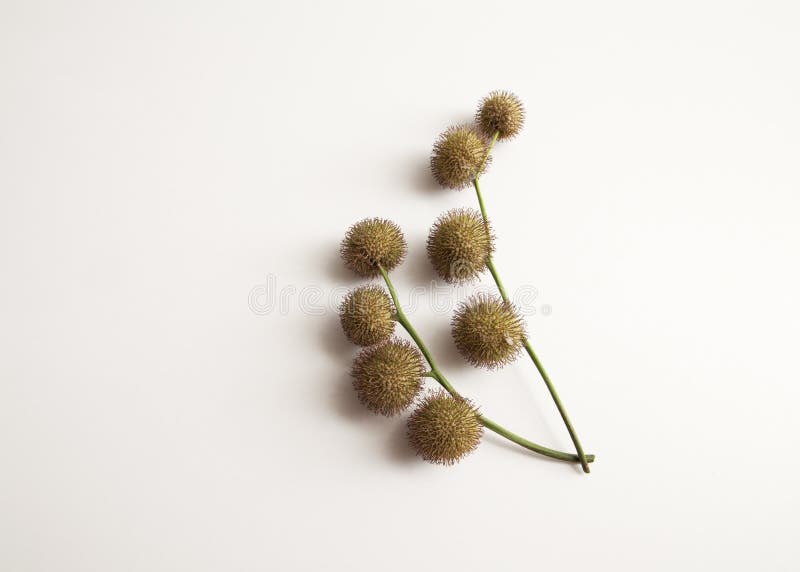 Plane Tree Seed Pods Stock Photos Free & RoyaltyFree Stock Photos