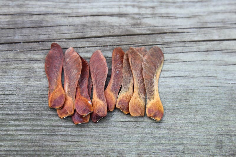 Sycamore seeds stock image. Image of autumn, nature, natural 21297437