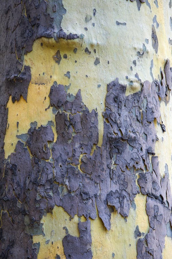 sycamore texturas e fundo foto de stock royalty free sycamore texturas e fundo foto de stock royalty free