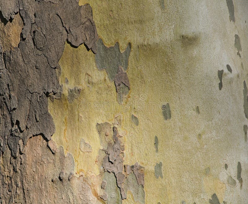 sycamore texturer och bakgrund fotografering för bildbyråer sycamore texturer och bakgrund fotografering för bildbyråer