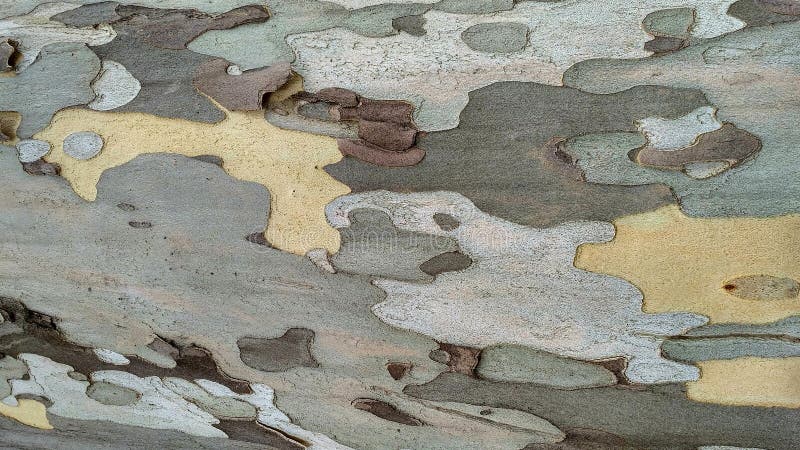 Sycamore tree bark royalty free stock image