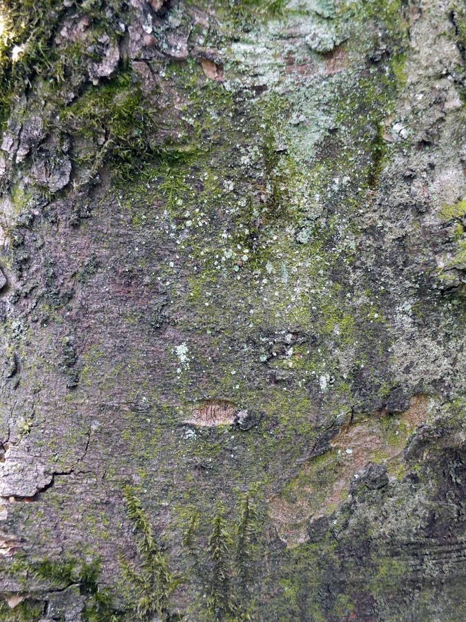 Sycamore tree bark with rough texture and green moss